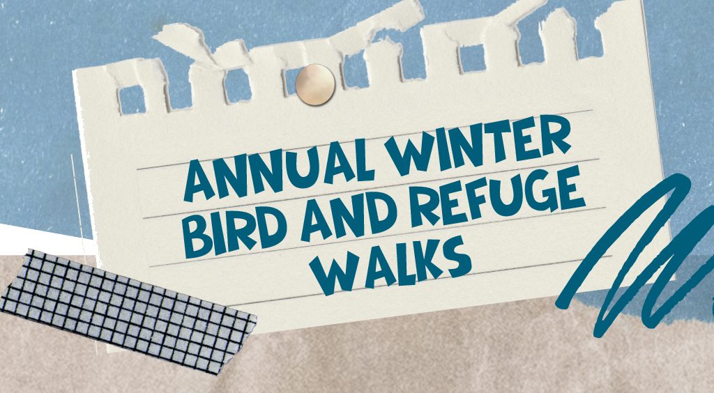 Annual Winter Bird and Refuge Walks