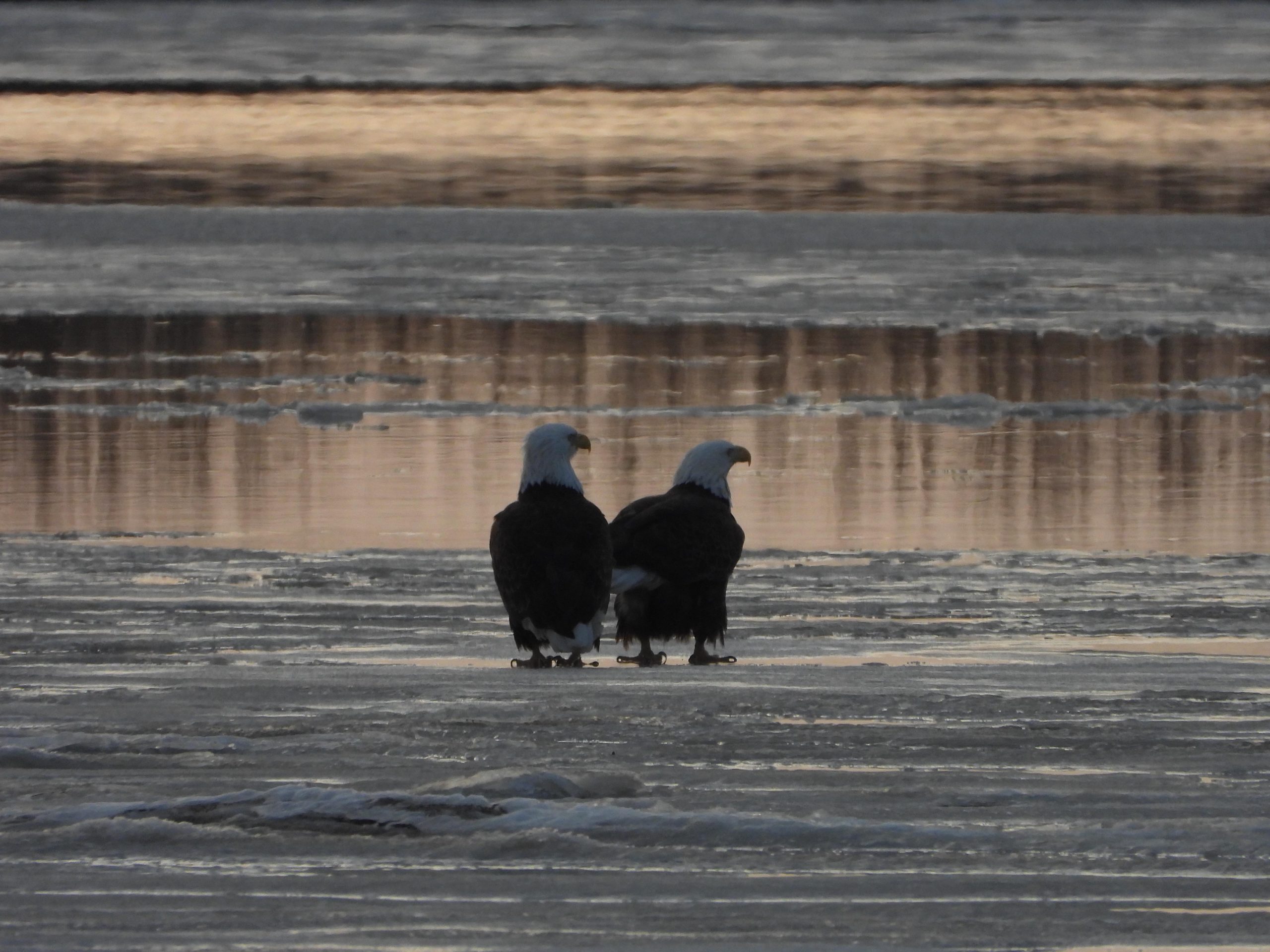 Bald Eagles on the Ice