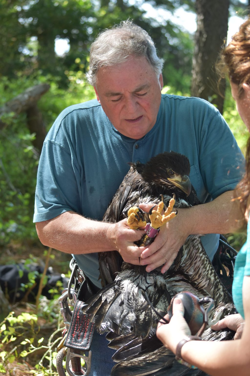 Banding a Juvenile Bald Eagle