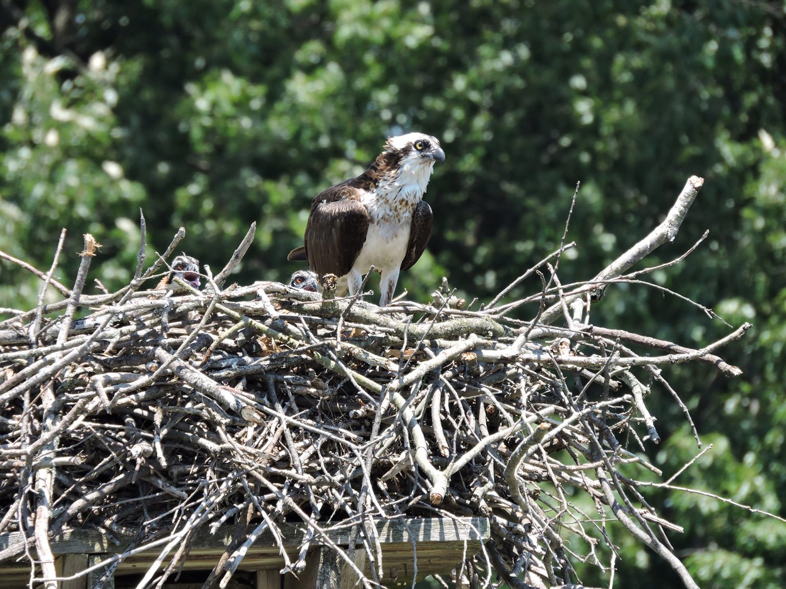 Osprey on the Nest with Two Chicks