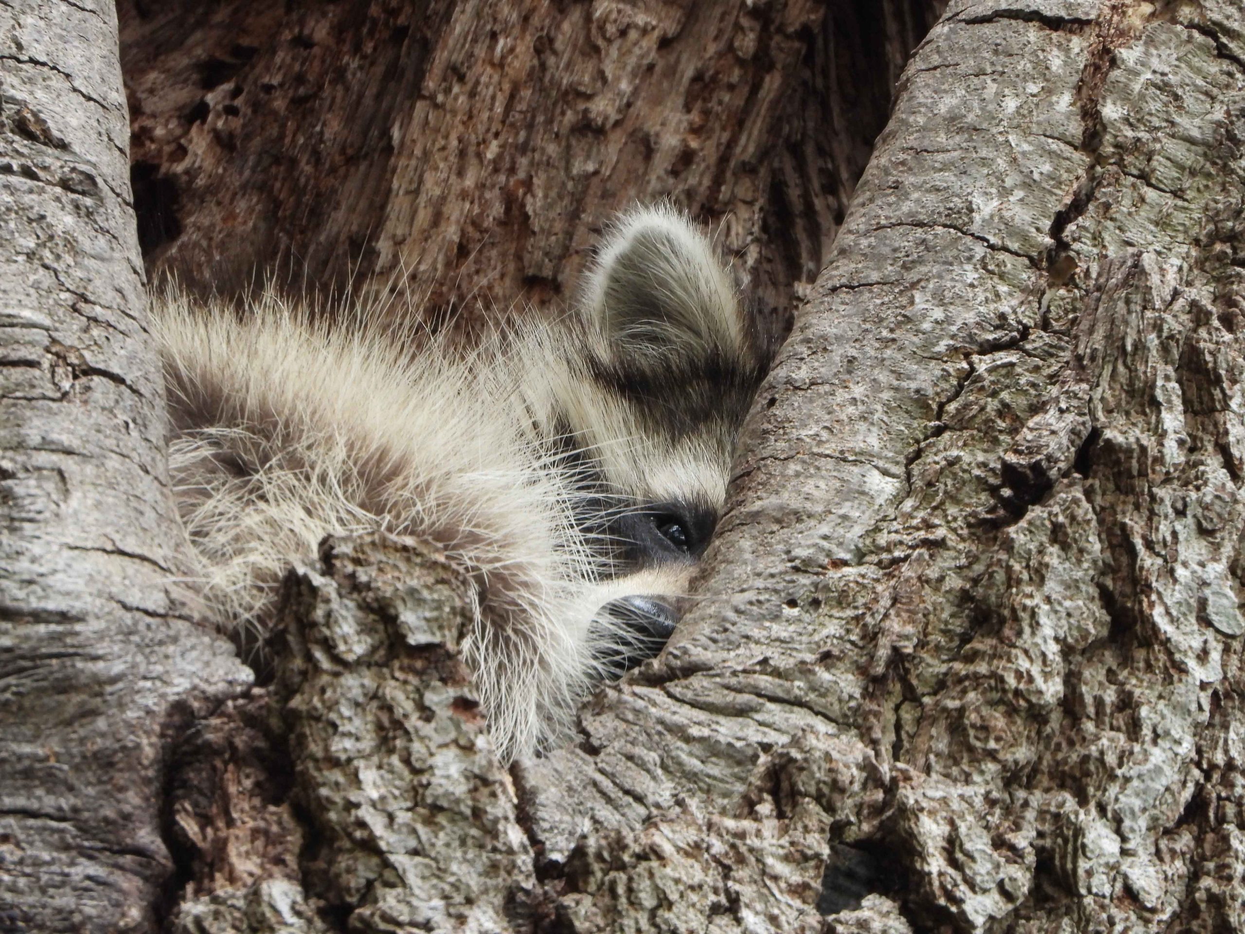Sleepy Raccoon
