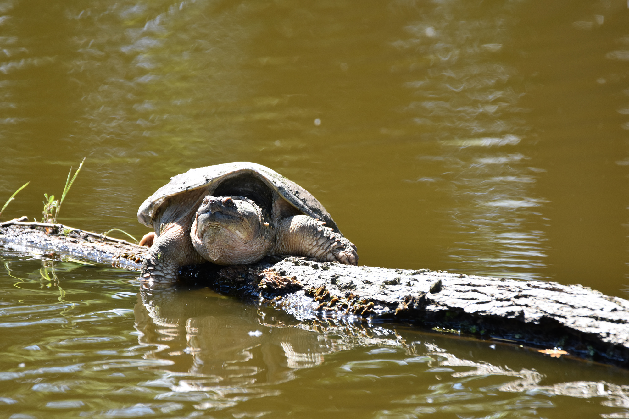 Snapping Turtle Sunbathing