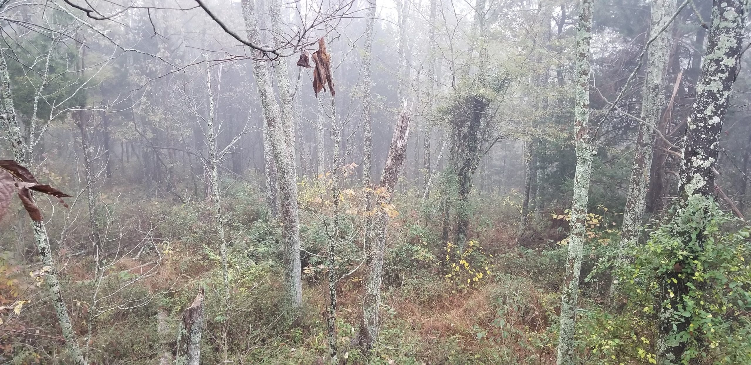 eastern neck trees in fog